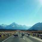 Sheep - Mt. Cook - New Zealand