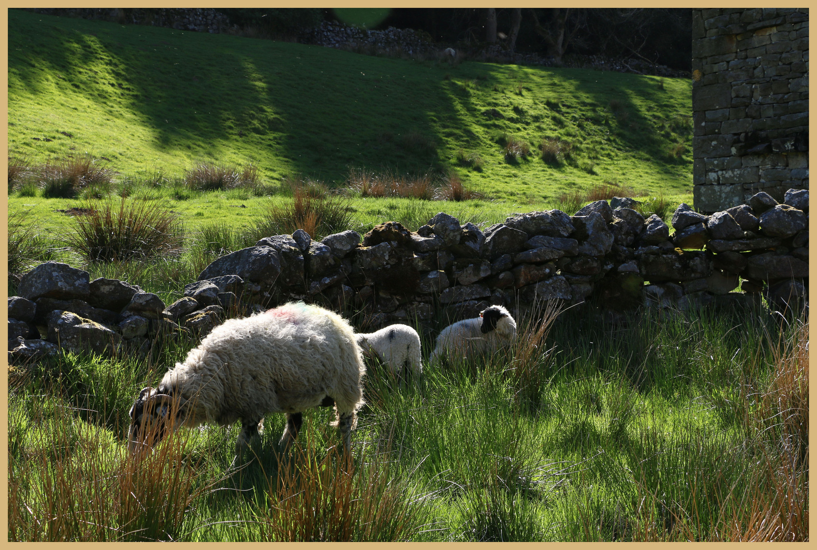 sheep near a ruined barn in Swaledale