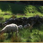 sheep near a ruined barn in Swaledale