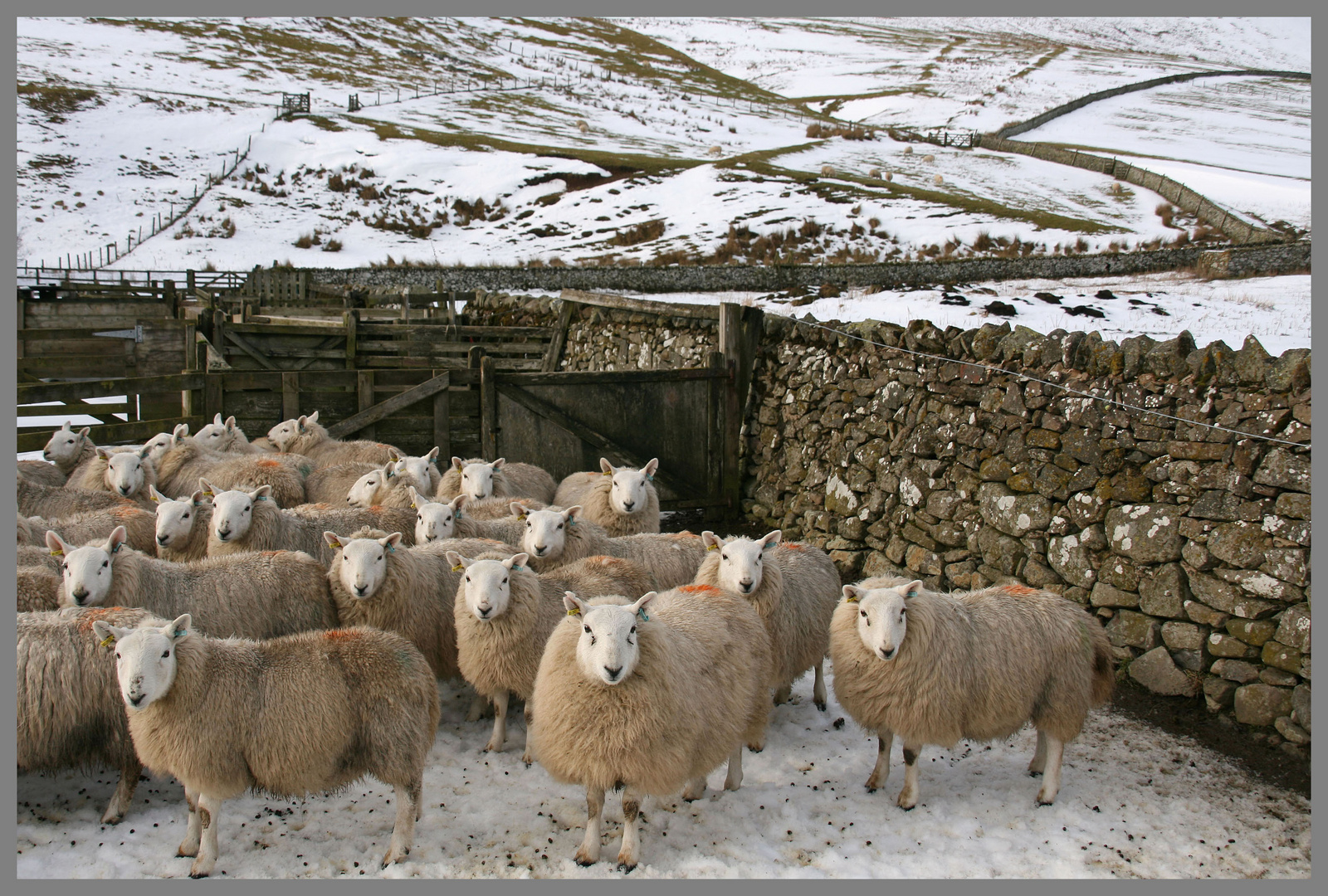 Sheep near barrowburn Coquetdale