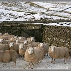 Sheep near barrowburn Coquetdale