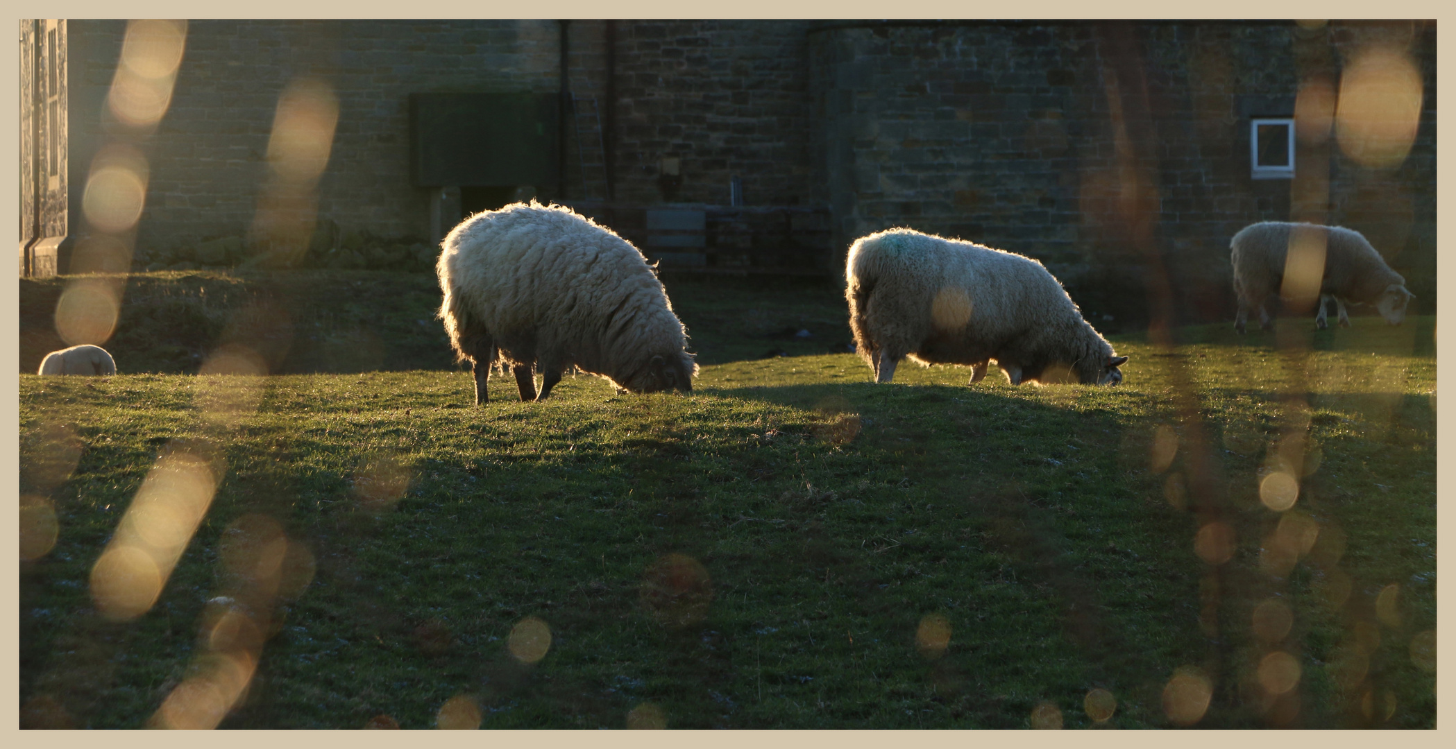 sheep near belford 4