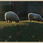 sheep near belford 4