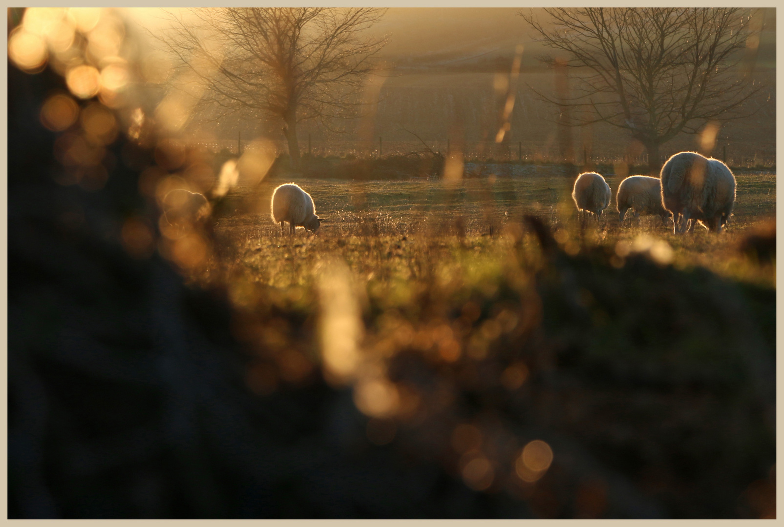 sheep near belford