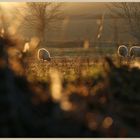 sheep near belford