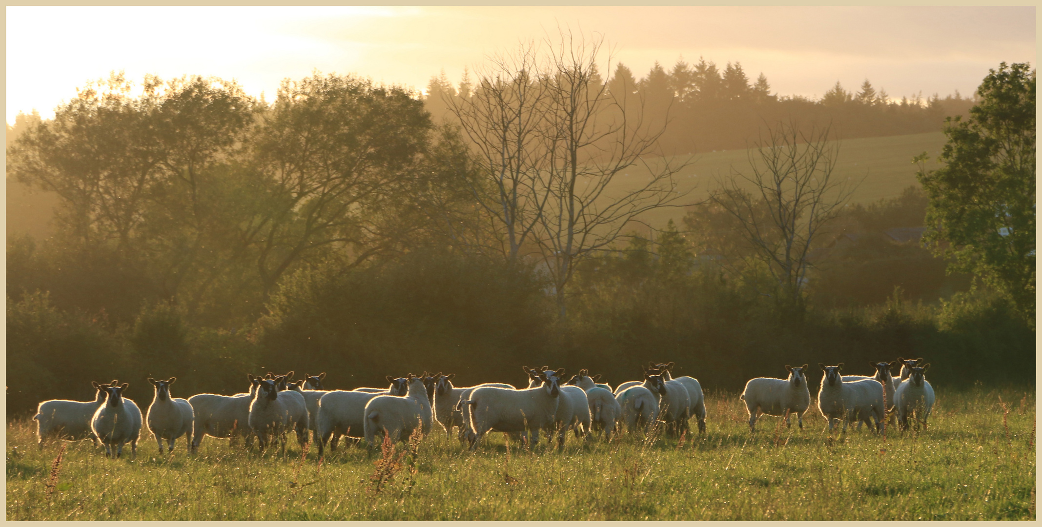 sheep near Bircher 2