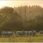 sheep near Bircher 2