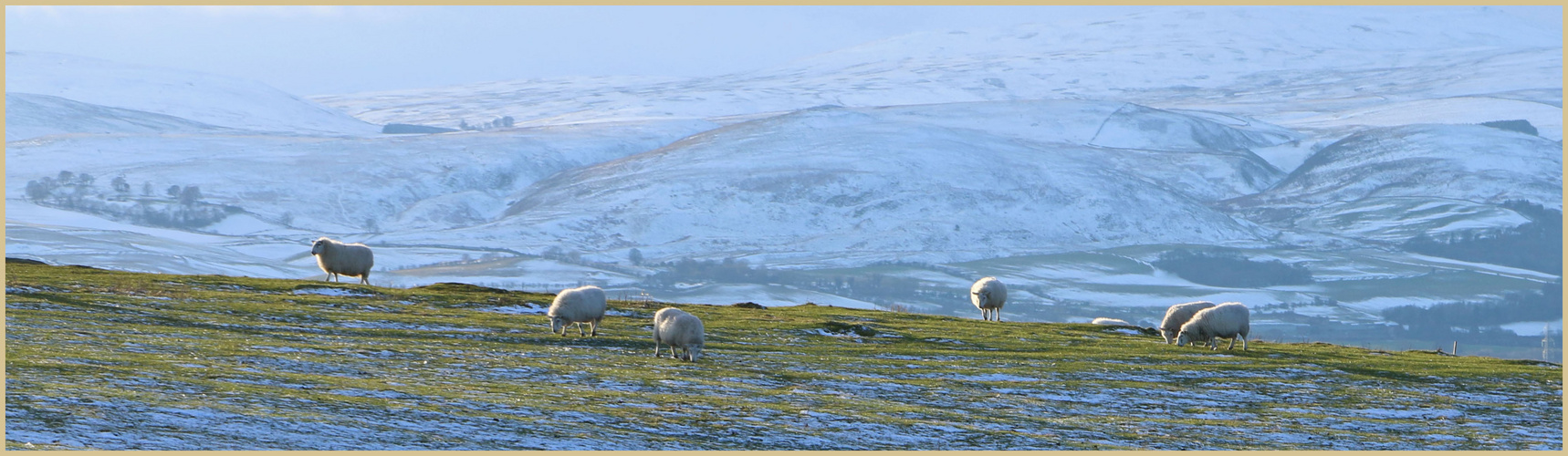 sheep near bowden doors 5