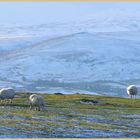 sheep near bowden doors 5