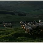 sheep near cliftoncote farm Cheviot Hills early morning