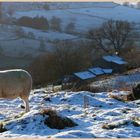 sheep near east applegarth 2