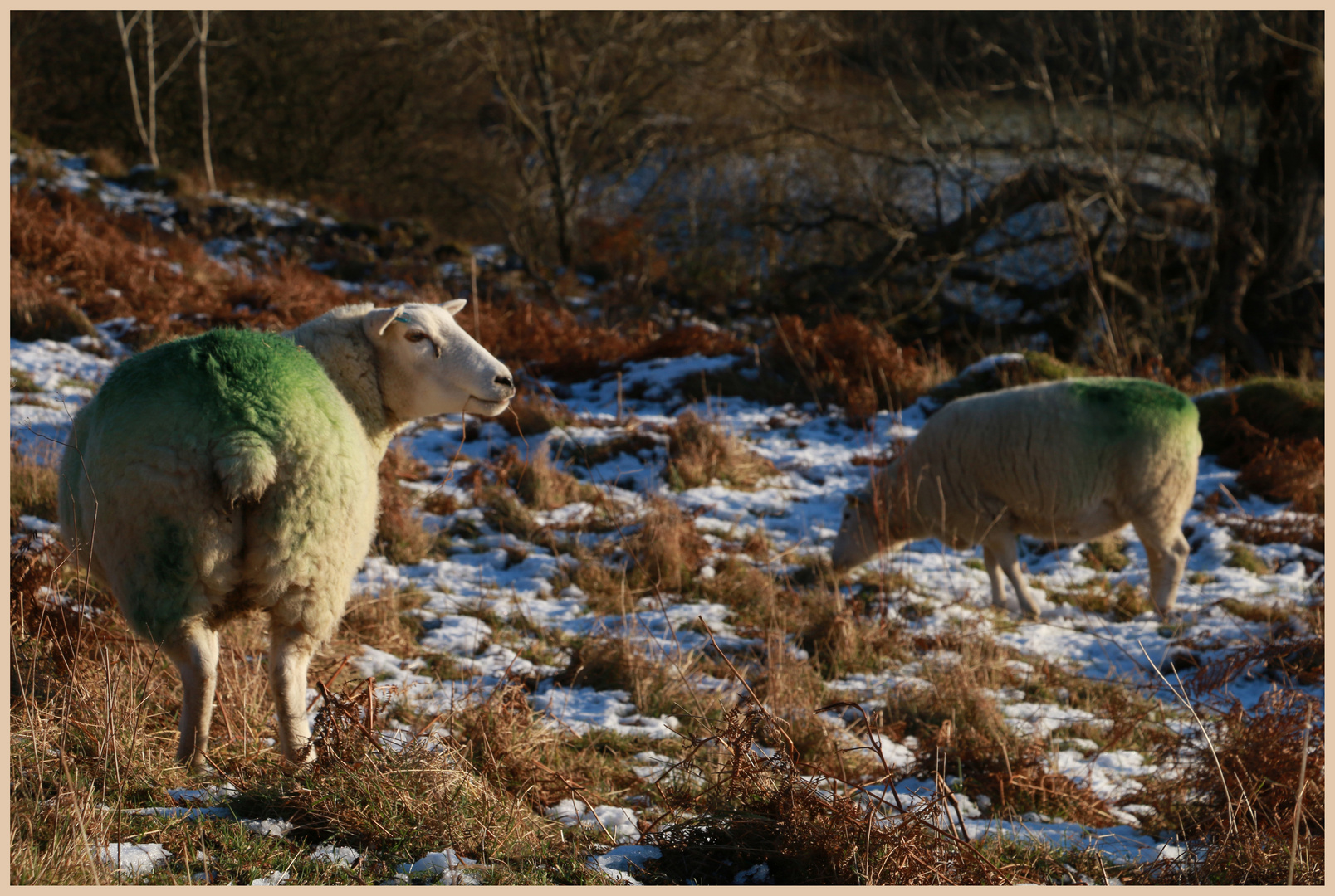 sheep near east applegarth 4