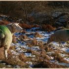 sheep near east applegarth 4