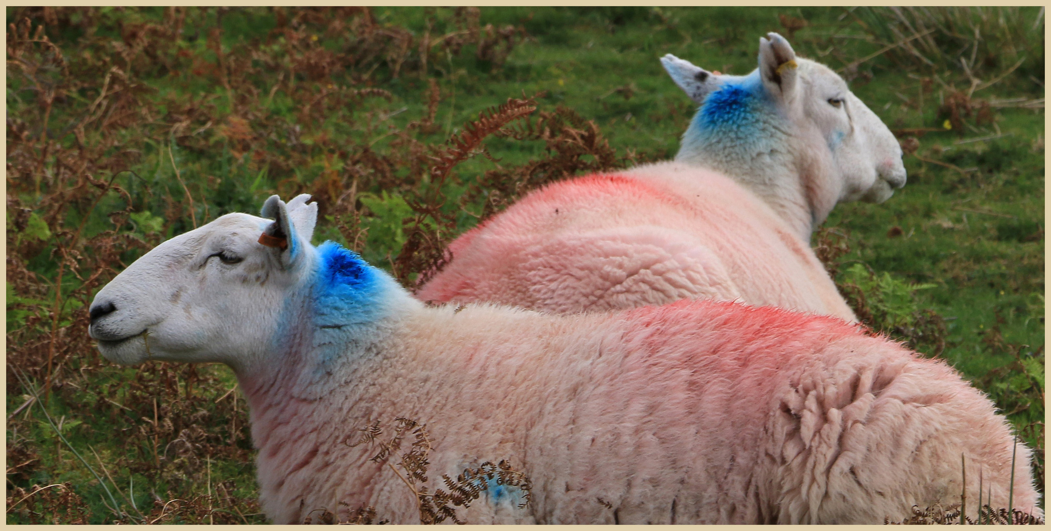 sheep near elterwater 4