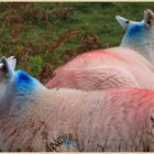 sheep near elterwater 4