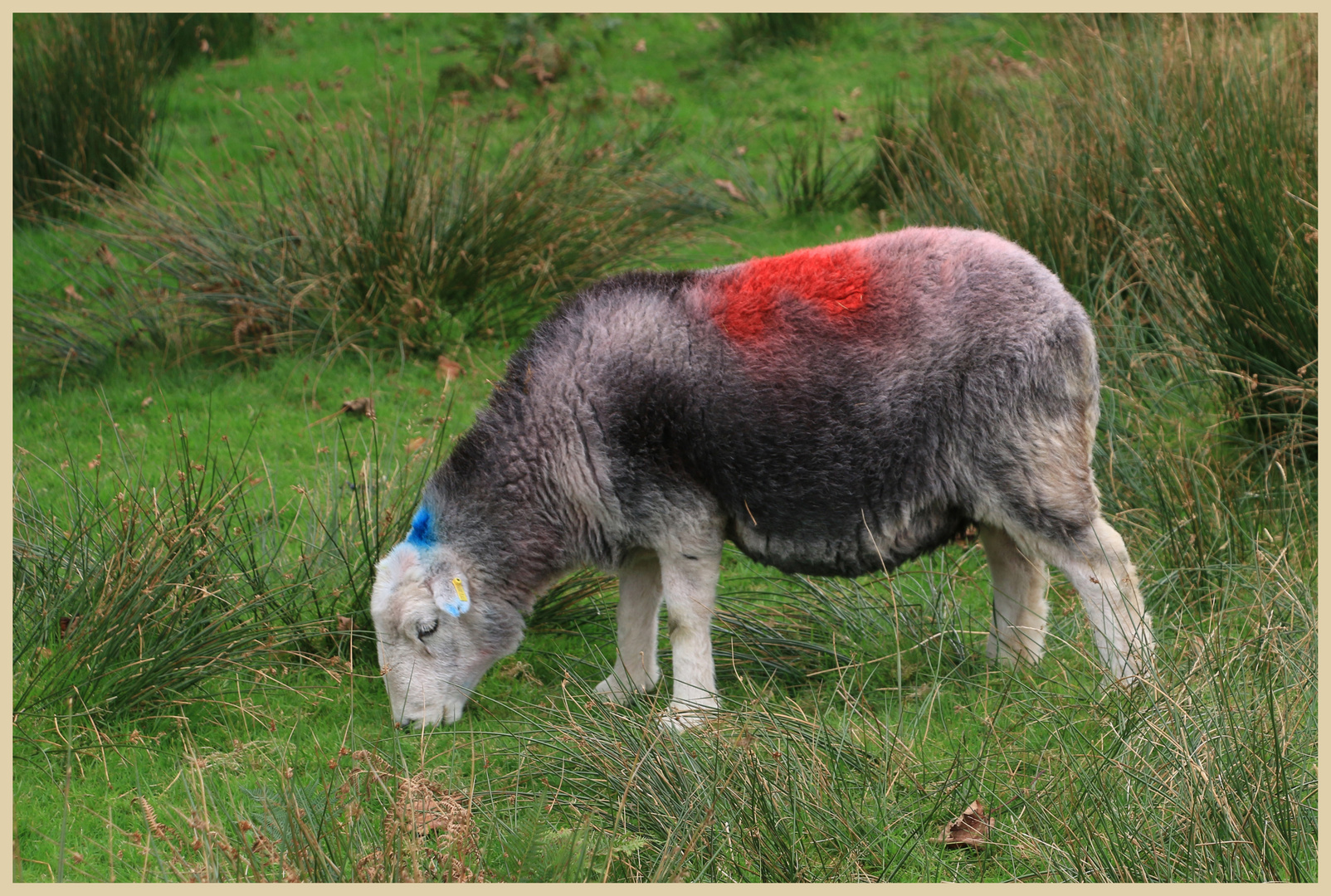 sheep near elterwater 7