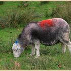 sheep near elterwater 7