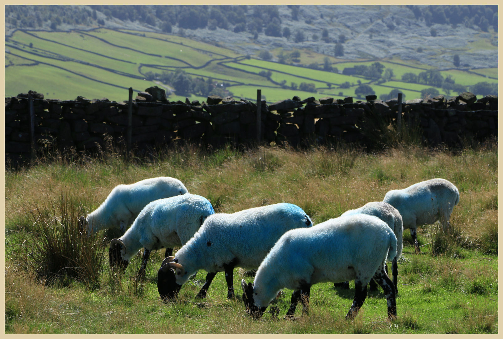 sheep near glaisdale 4