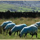 sheep near glaisdale 4