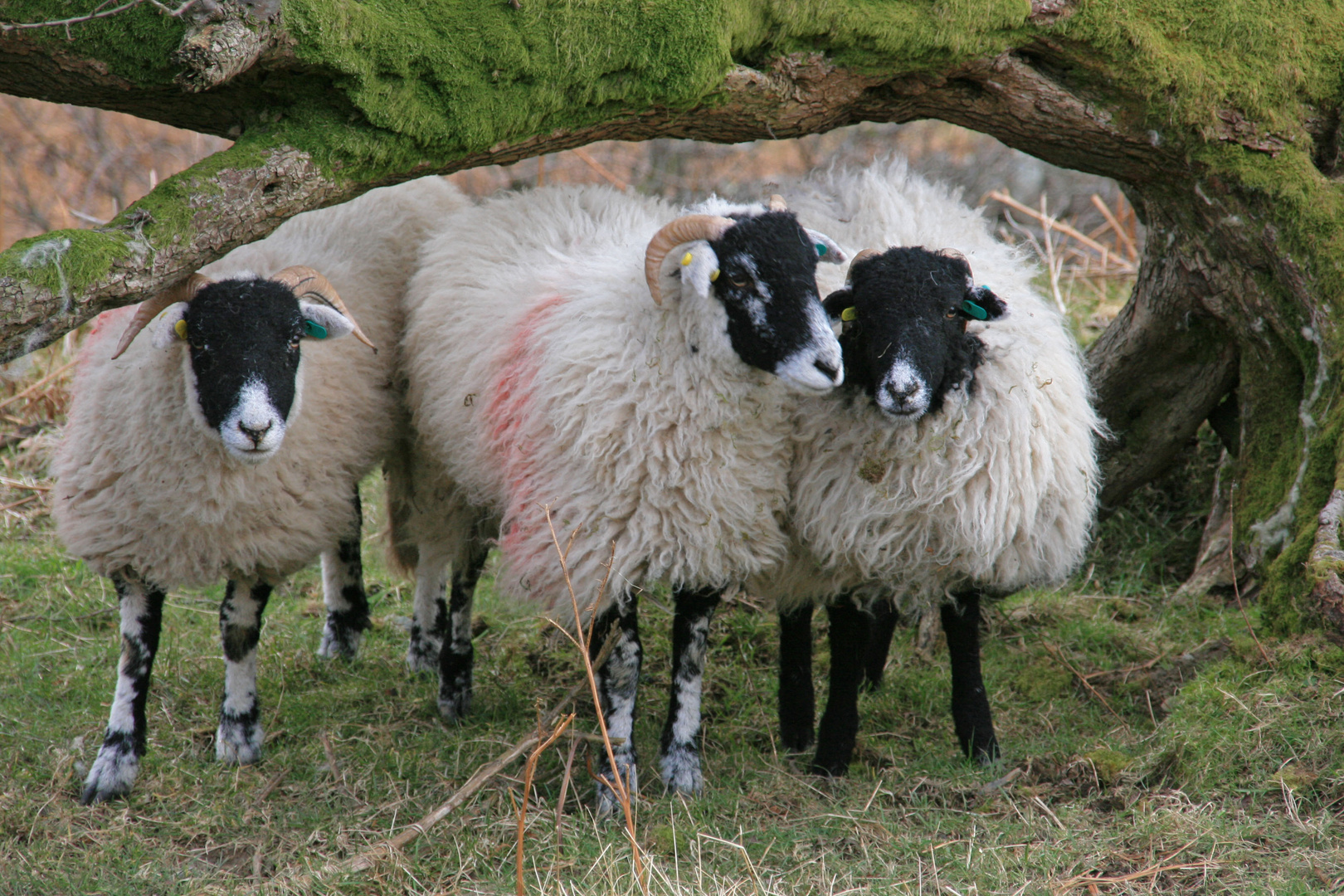 sheep near glenridding 2