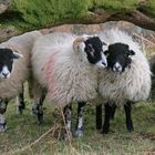 sheep near glenridding 2