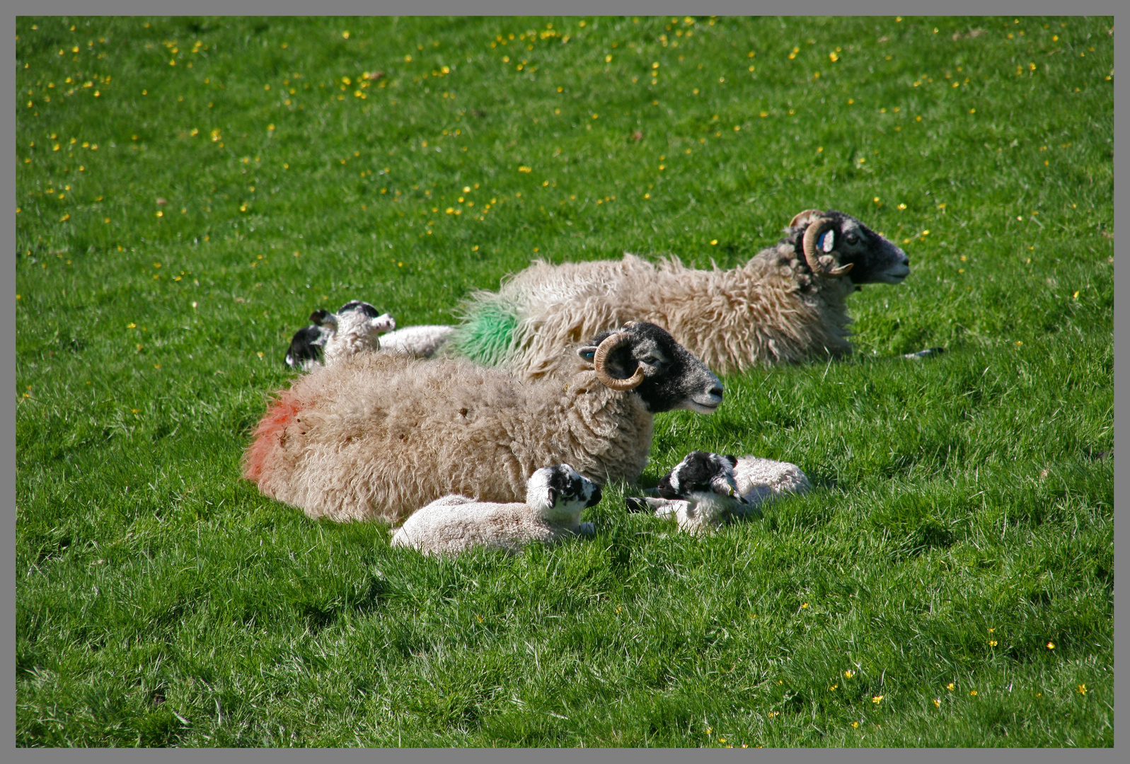 sheep near Gunnerside Swaledale