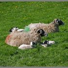 sheep near Gunnerside Swaledale