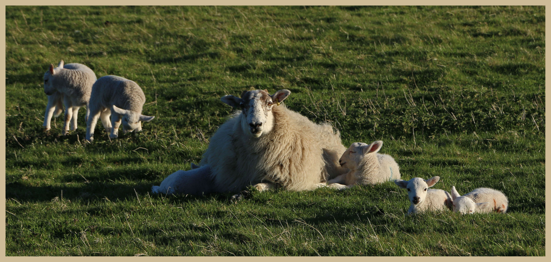 sheep near hartside 6