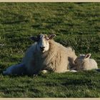 sheep near hartside 6