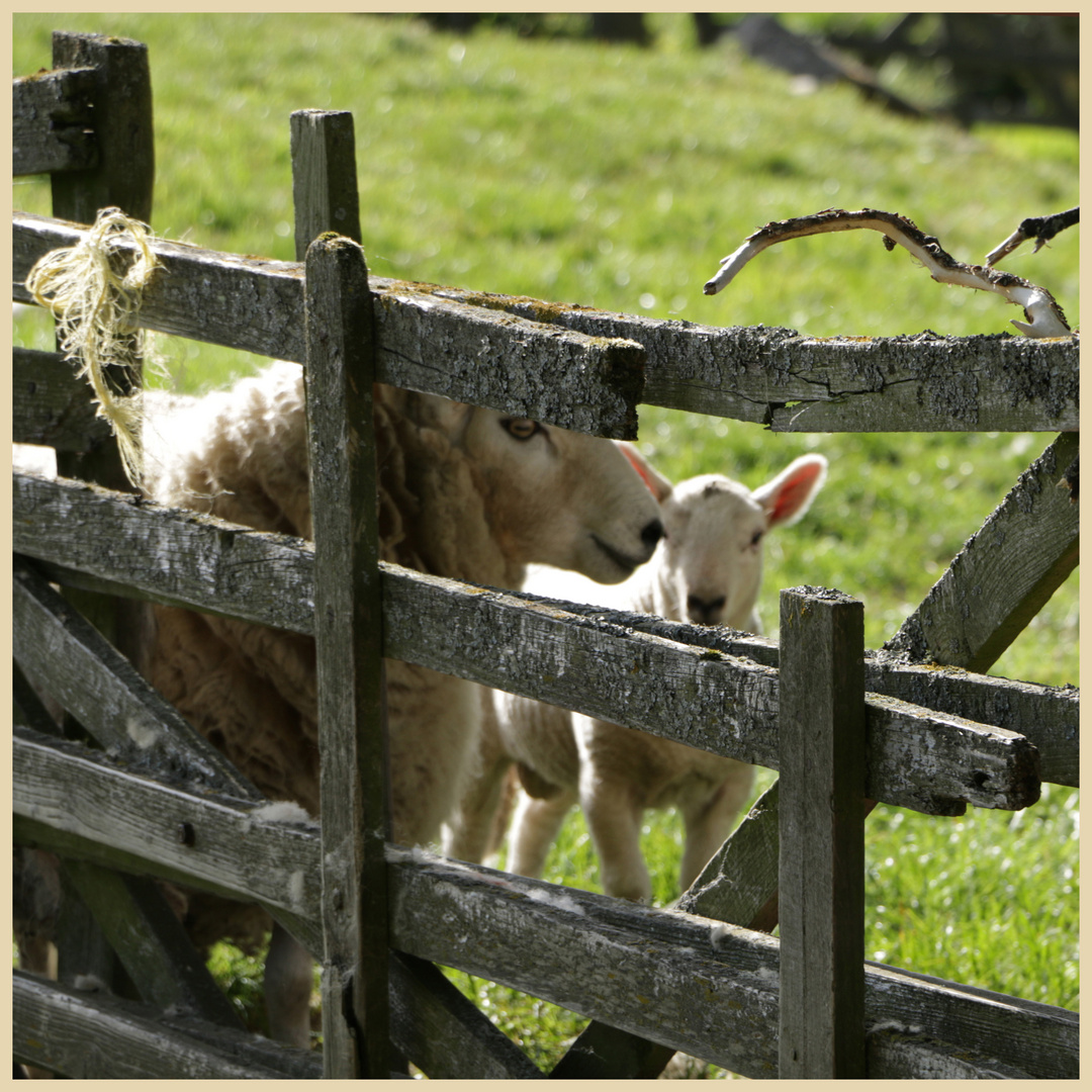 sheep near hethpool 2