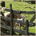 sheep near hethpool 2