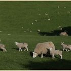 sheep near hethpool 4