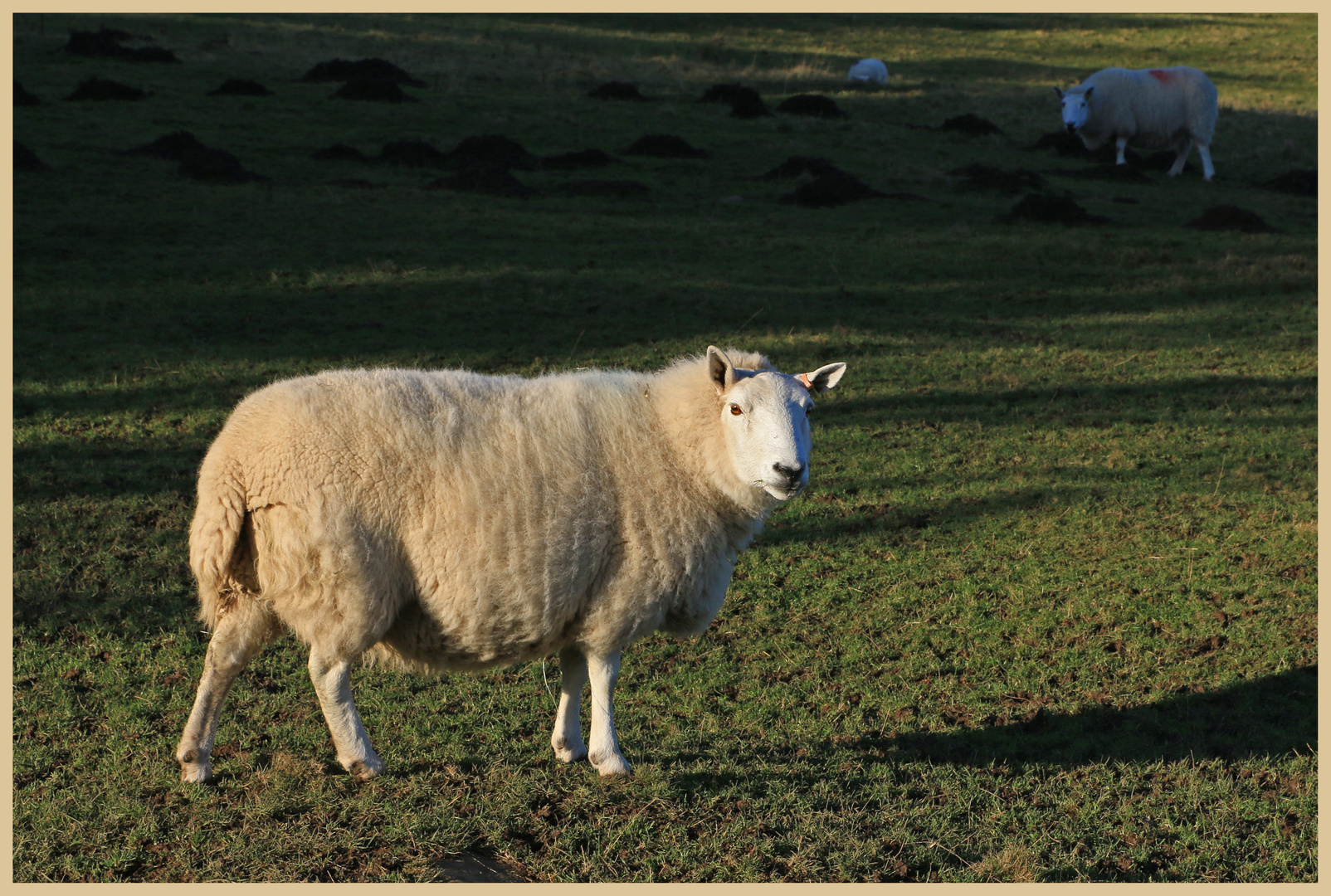 sheep near hethpool