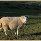 sheep near hethpool