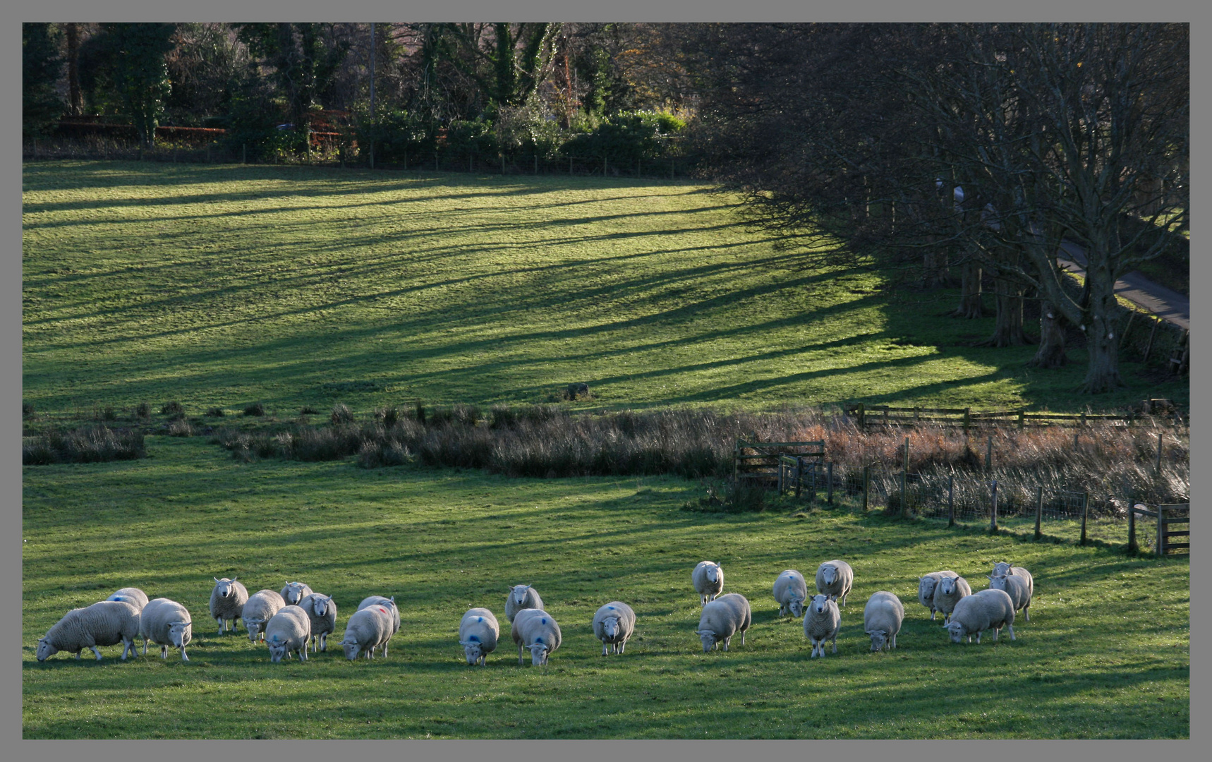 sheep near Hethpool