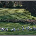 sheep near Hethpool