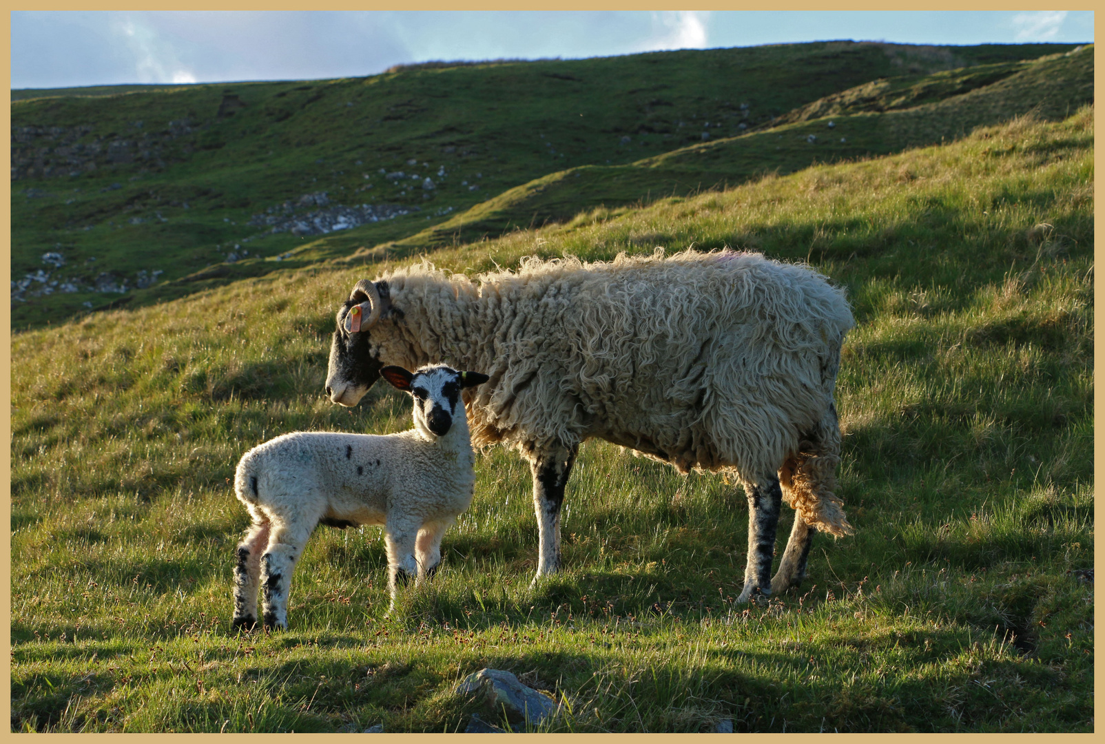 sheep near Ivelet 2