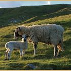 sheep near Ivelet 2