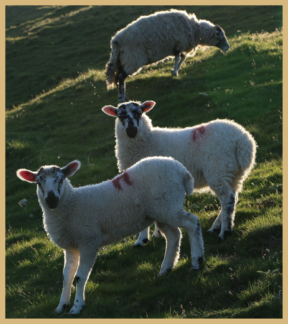 sheep near Ivelet 7