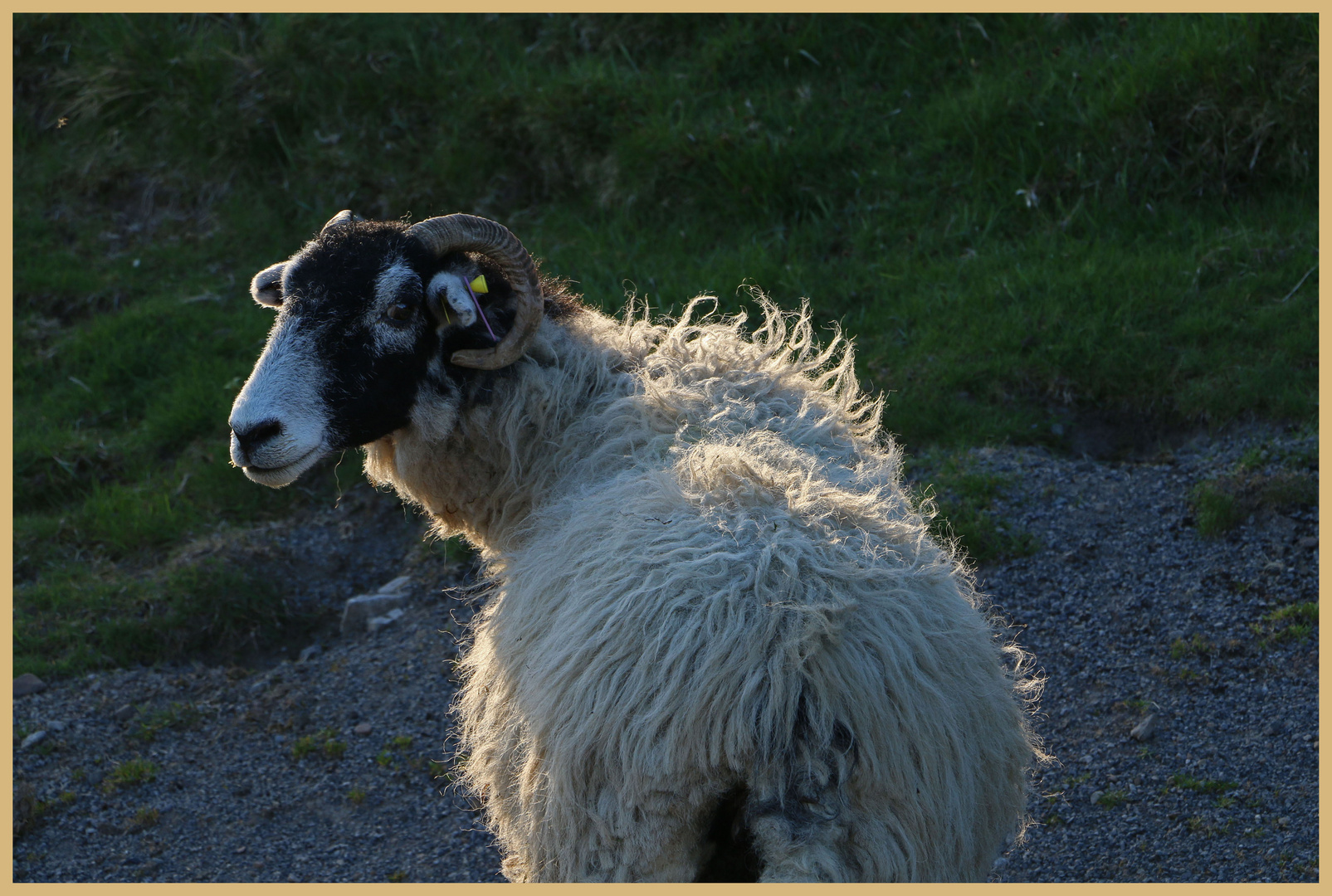 sheep near Ivelet at dusk 4