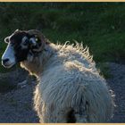 sheep near Ivelet at dusk 4