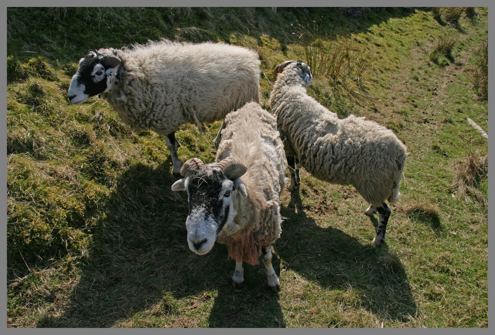 sheep near keld in swaledale yorkshire