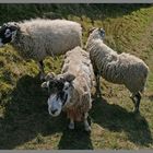 sheep near keld in swaledale yorkshire