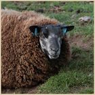 sheep near kirknewton