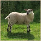 sheep near lanton mill