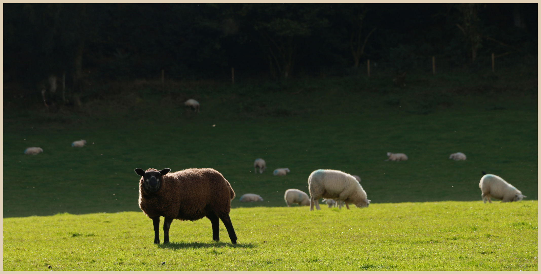 sheep near newcastle 1