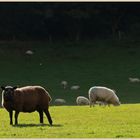 sheep near newcastle 1