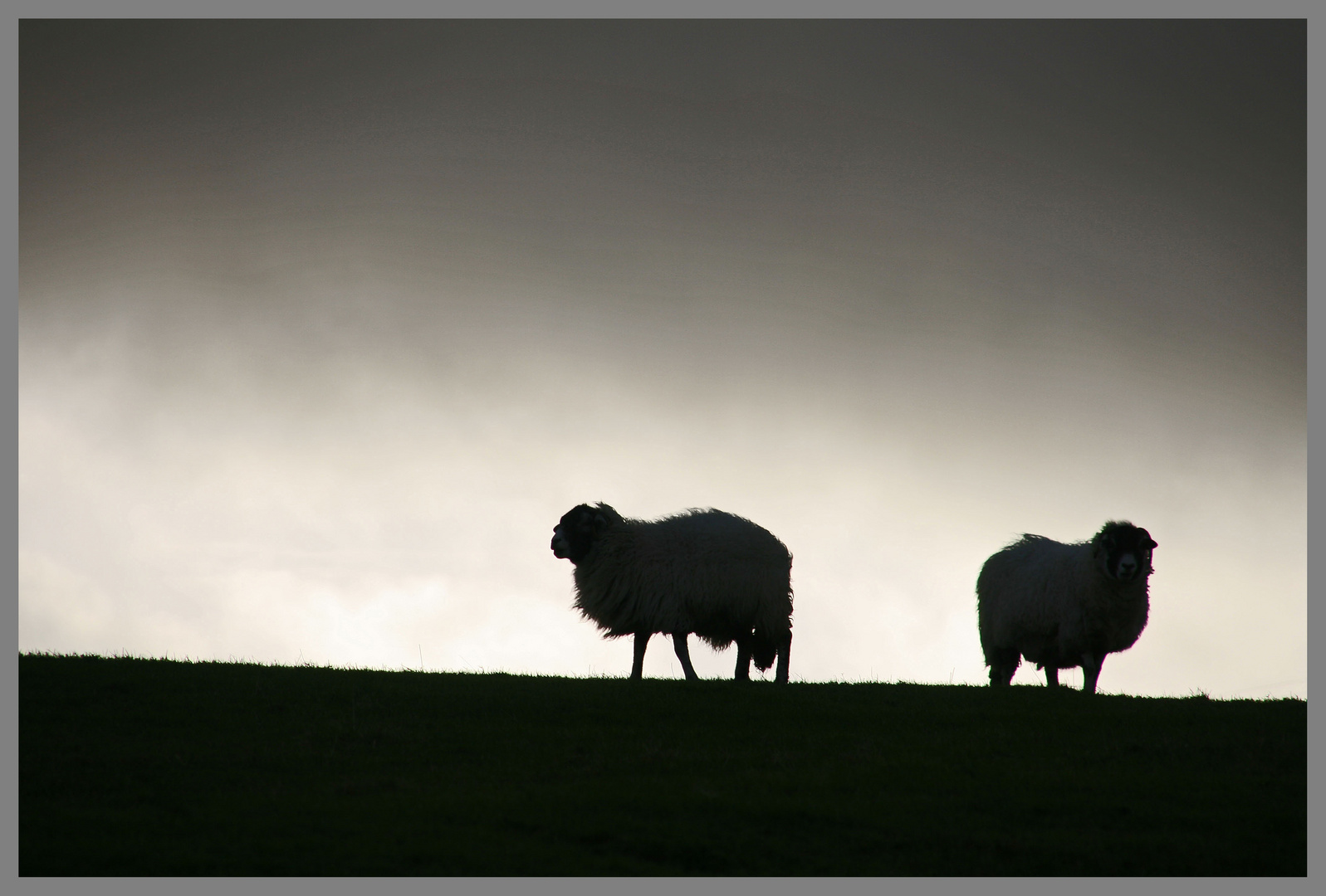 Sheep near ridsdale