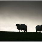 Sheep near ridsdale