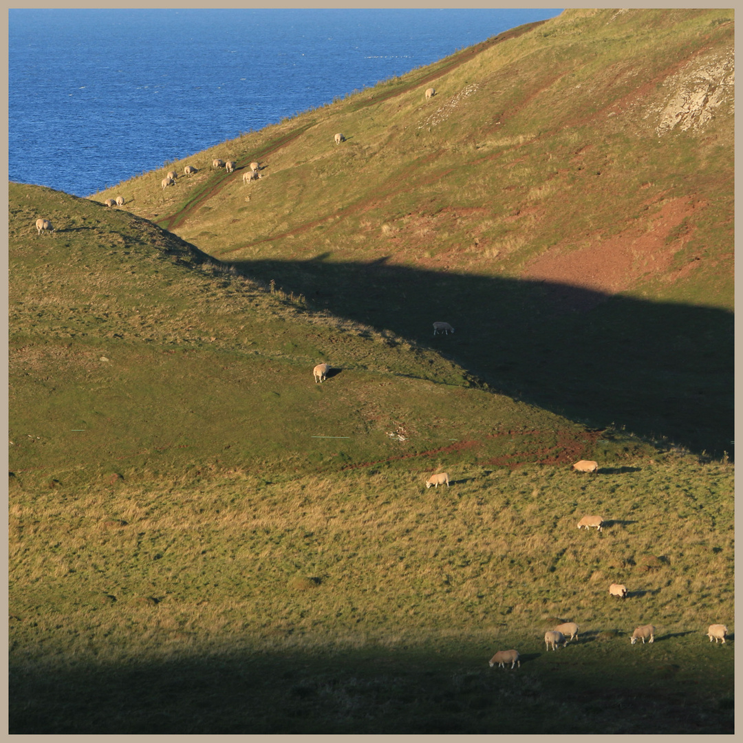 sheep near st abbs head 9